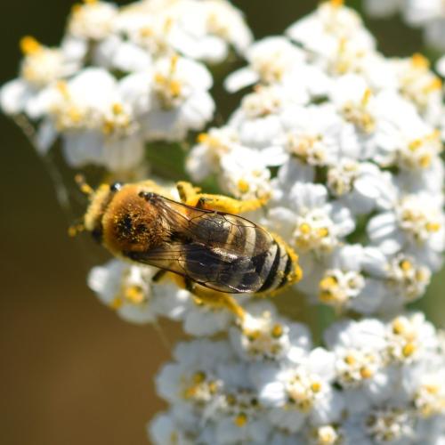 Colletes (fodiens)
